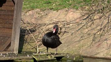 Black Swan Cygnus atratus cleans own plumage video