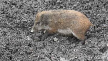 Wildschweinbaby, das im Schlamm nach Nahrung sucht video