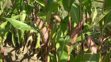 Green corn field. A close up view inside a corn field video