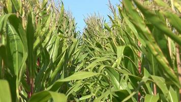 Green corn field. A close up view inside a corn field video