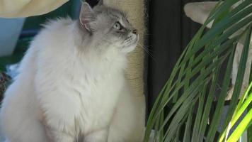 hermoso gato sentado en la torre del gato. lindo gato y árbol en la habitación felis catus video