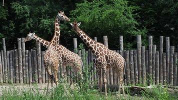 tres jirafas somalíes o jirafas reticuladas giraffa reticulata camelopardalis video