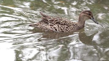 Wild duck swimming on a mountain lake video