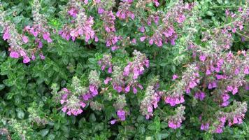 geneeskrachtig kruid. teucrium lucydris planten, roze bloeiwijze. video