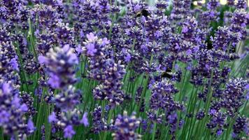 Bumble bees pollinating lavender lavandula angustifolia flowers. Insect pollination in summer video