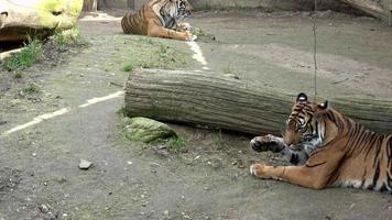 dois tigres deitados no parque video