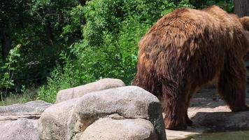 primer plano del oso pardo kamchatka. el oso pardo kamchatka o ursus arctos piscator. video