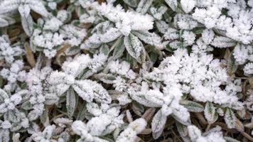 selektiver Fokus. erster Frost auf gefrorenen Feldpflanzen. schönes abstraktes gefrorenes mikrokosmosmuster. Frostwetter Frostaktion in der Natur. video