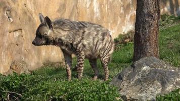 gestreifte Hyäne hyaena hyaena sultana. afrikanisches Tier video