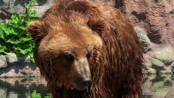 Closeup of kamchatka brown bear. The Kamchatka brown bear or Ursus arctos piscator. video