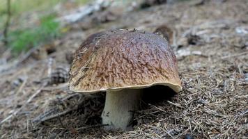 grande cogumelo marrom crescendo na floresta. colher cogumelos. video
