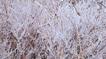 Frost, Zuckerguss auf Ästen. schöner natürlicher hintergrund mit strauchzweigen, die mit glänzenden eiskristallen bedeckt sind. video