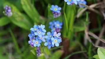 flores azules nomeolvides myosotis sylvatica video