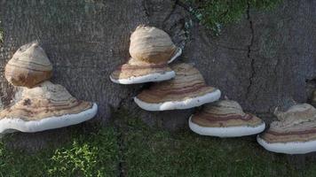 champignon parasite sur un arbre. texture d'écorce et de mousse. video