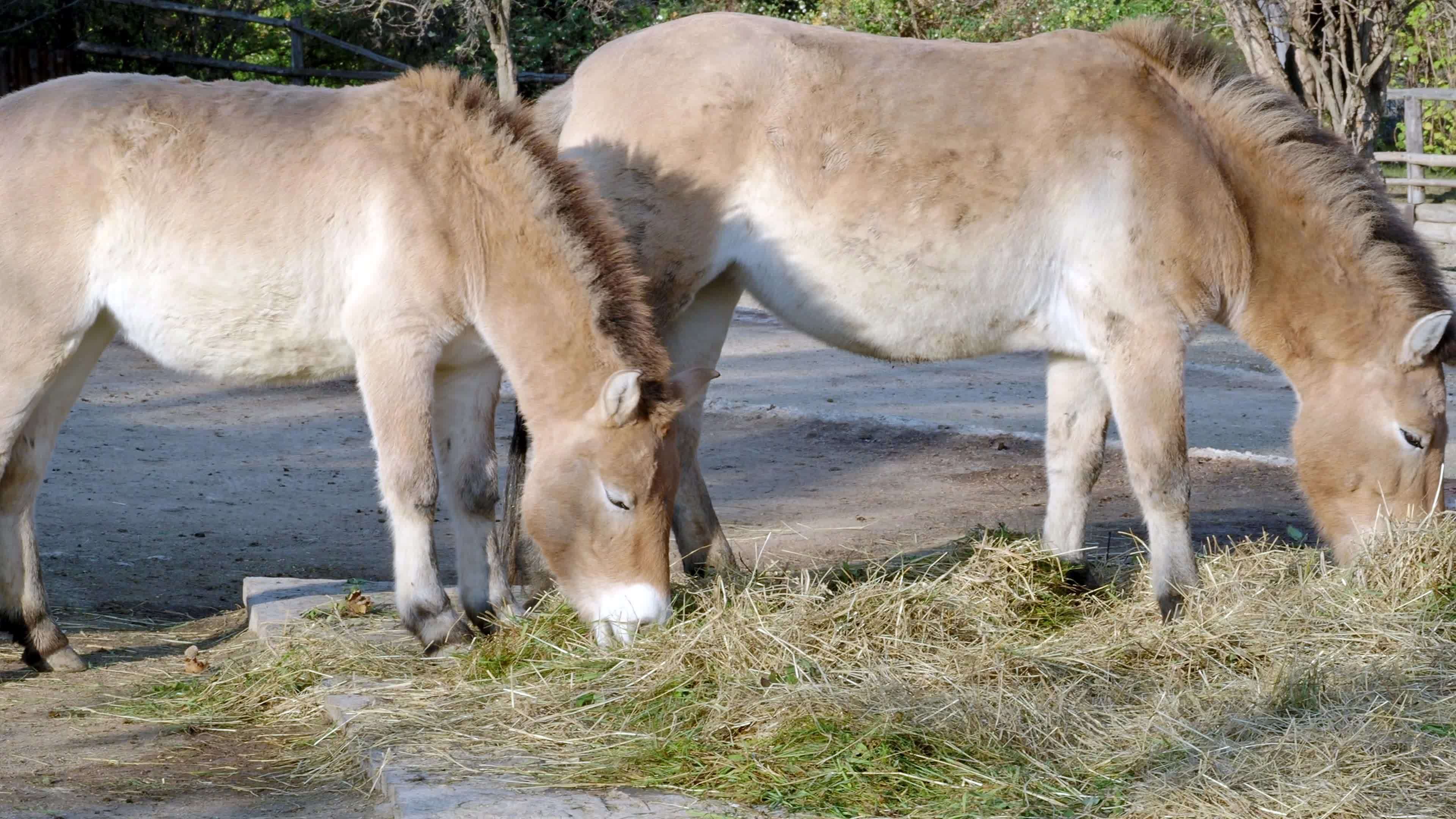 Why Are People Secretly Eating Hay? - otz65mw