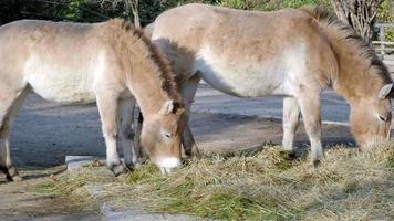 Przewalski's horse eating his hay grass video