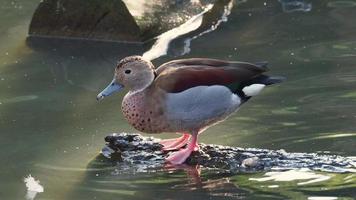 Mallard duck standing on stone in the water video