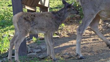 eine Babyantilope, die zusammen mit Mutterantilope geht video