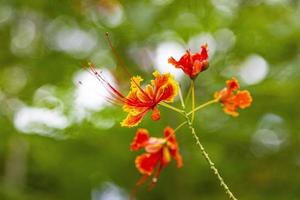 Close up picture of red and yellow colored tropical flower photo