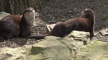 Two attentive Oriental small-clawed otters Aonyx cinereus.Two otters walking together in nature. video