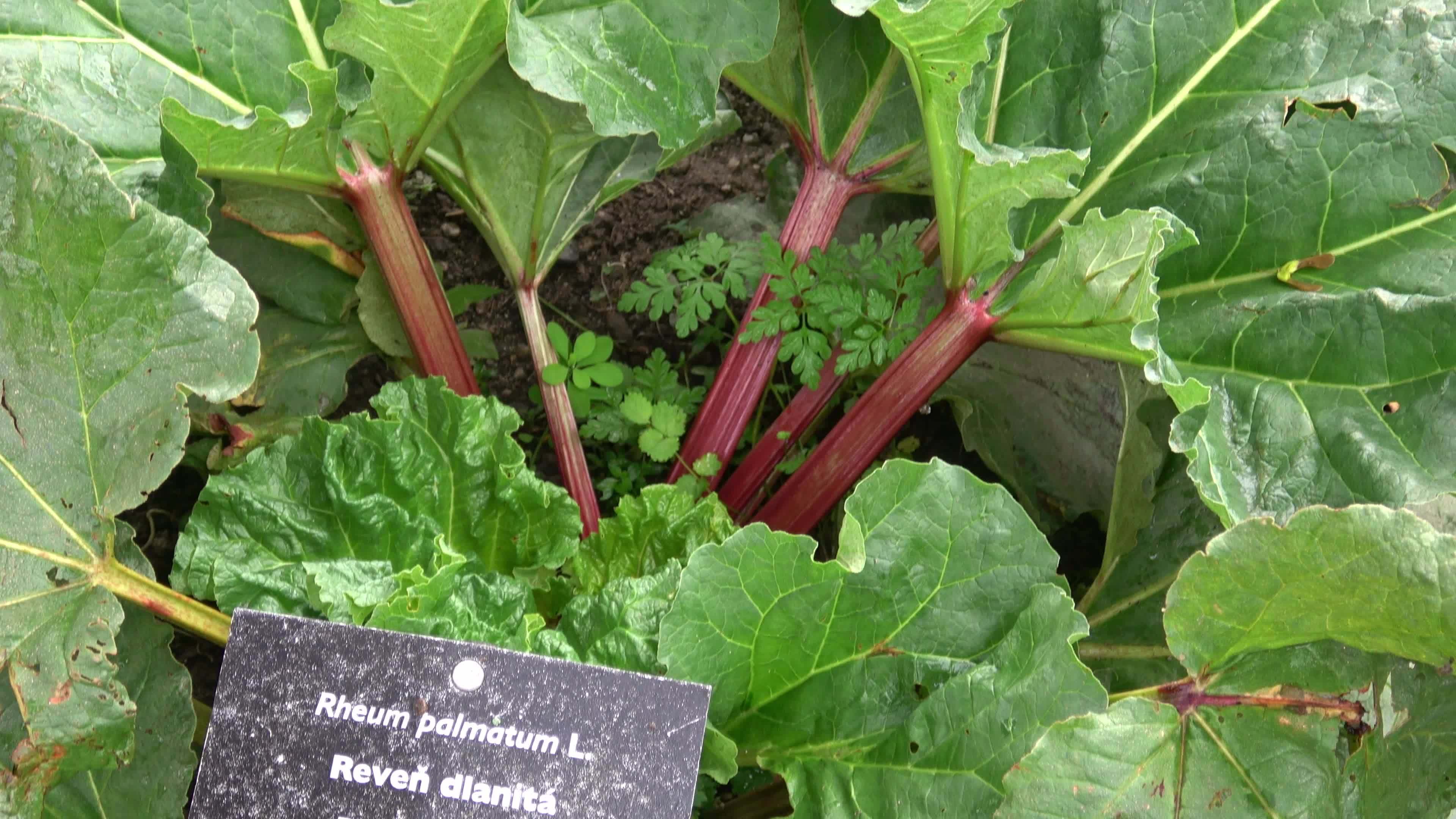 Medicinal herbs. Rhubarb growing in garden in spring. Rheum palmatum L