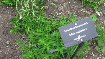 Baikal kalotje scutellaria baicalensis, kruiden geneeskunde video