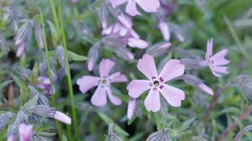 rosa phlox fiori nel il letto di fiori video