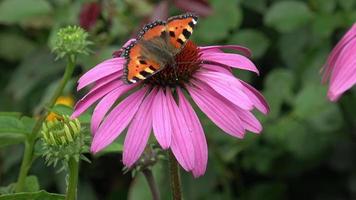 echinacea purpurea bloeiend zonnehoed. vlinder Aan een bloeiende bloem. video