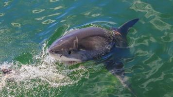 Picture of great white shark on water surface photo