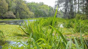 Picture of pretty Suwannee River and Twin Rvers State Forest in Florida in spring during daytime photo