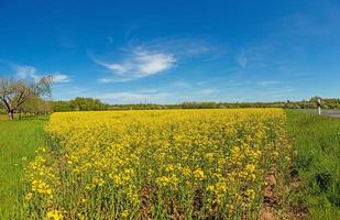 Picture of rape field in spring in typical bright yellow color photo