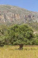 vista sobre un viejo olivo en la isla griega de creta en verano foto