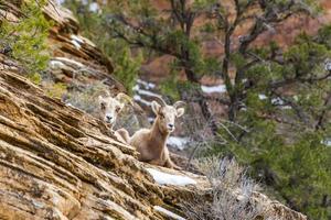 Close up picture of two cute goose in the Zion National park in winter photo
