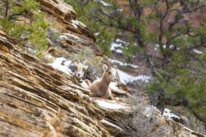 Close up picture of two cute goose in the Zion National park in winter photo