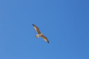 Flying seagull on blue skies in summer photo