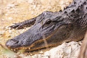 Cerrar imagen de cabeza de aligator con dientes en los Everglades en primavera foto