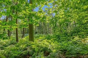 imagen panorámica de bosque mixto con helechos en el suelo a la luz del atardecer foto