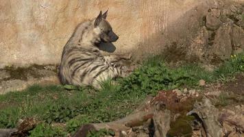 Hyenas Stock Video Footage for Free Download