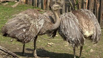 dois adultos de ema rhea pennata de darwin, também conhecida como ema menor. video