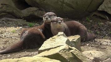Two cute Asian small-clawed otters Aonyx cinereus video