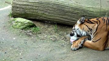 sumatran tijger panthera Tigris geluid detailopname portret, inheems naar de Indonesisch eiland van Sumatra video