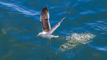 Cerrar imagen de una gaviota volando sobre el agua foto