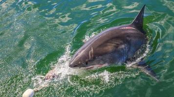 Picture of great white shark on water surface photo