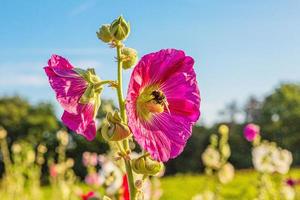 Picture of a bumblebee collecting nectar from a hollyhock