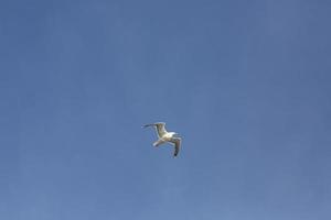 Picture of flying seagull in blue sky during daytime photo