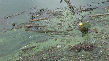 acqua fonte quello è inquinata con vario spazzatura. ambiente inquinamento. video