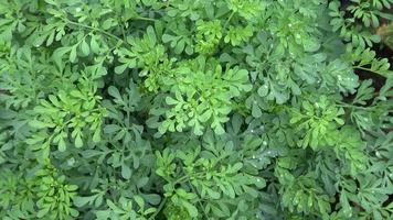 plante de rue dans le jardin ruta graveolens après la pluie. phytothérapie. video