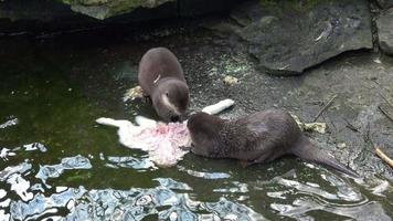 twee otters aan het eten hun prooi. aonyx cinereus video