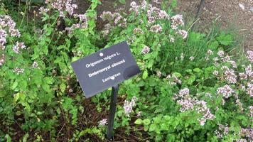 botanisch verzameling van geneeskrachtig en eetbaar planten, bloesem van aromatisch oregano of origanum vulgare keuken kruid video