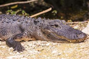 Cerrar imagen de cabeza de aligator con dientes en los Everglades en primavera foto